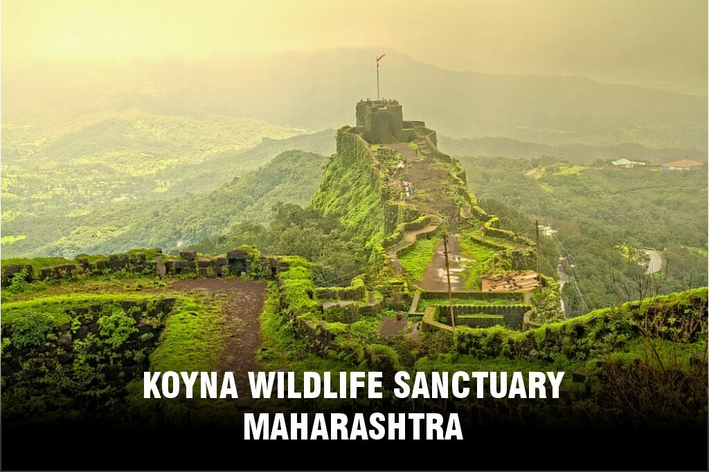 Koyna Wildlife Sanctuary, Maharashtra