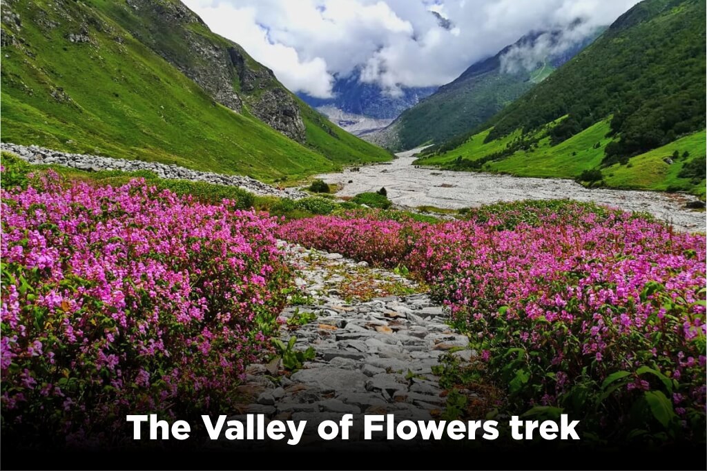 The Valley of Flowers trek