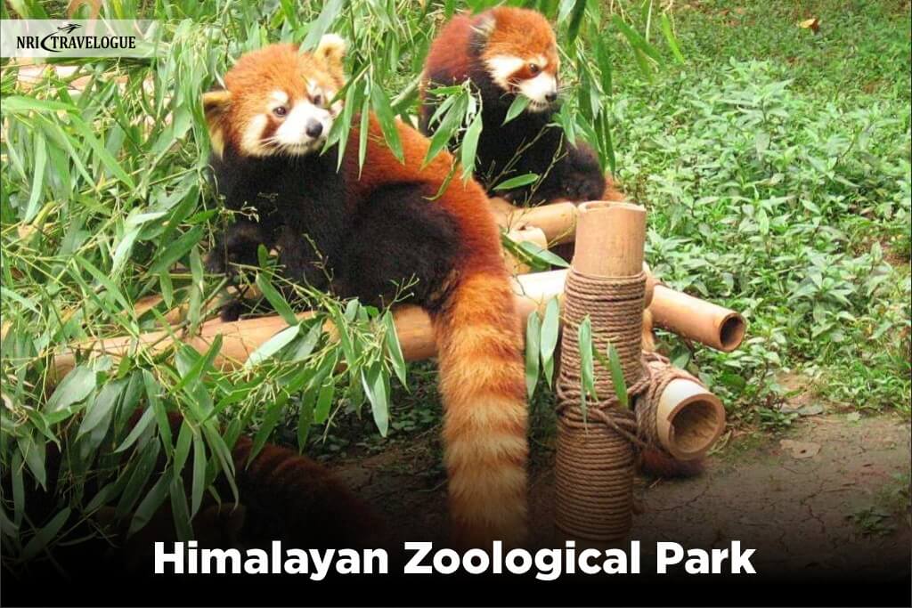 Himalayan-Zoological-Park