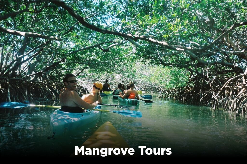Mangrove-Tours