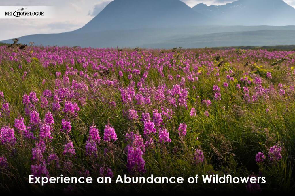 Experience-an-Abundance-of-Wildflowers