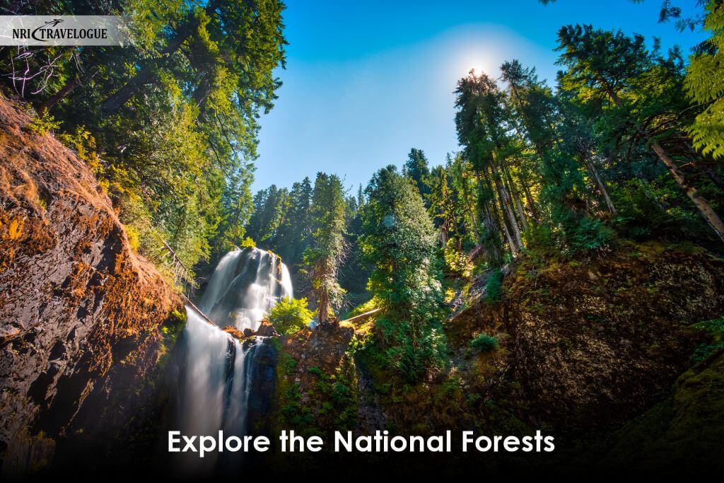 Explore-the-National-Forests