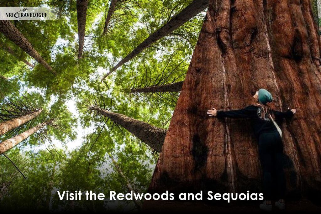 Visit-the-Redwoods-and-Sequoias