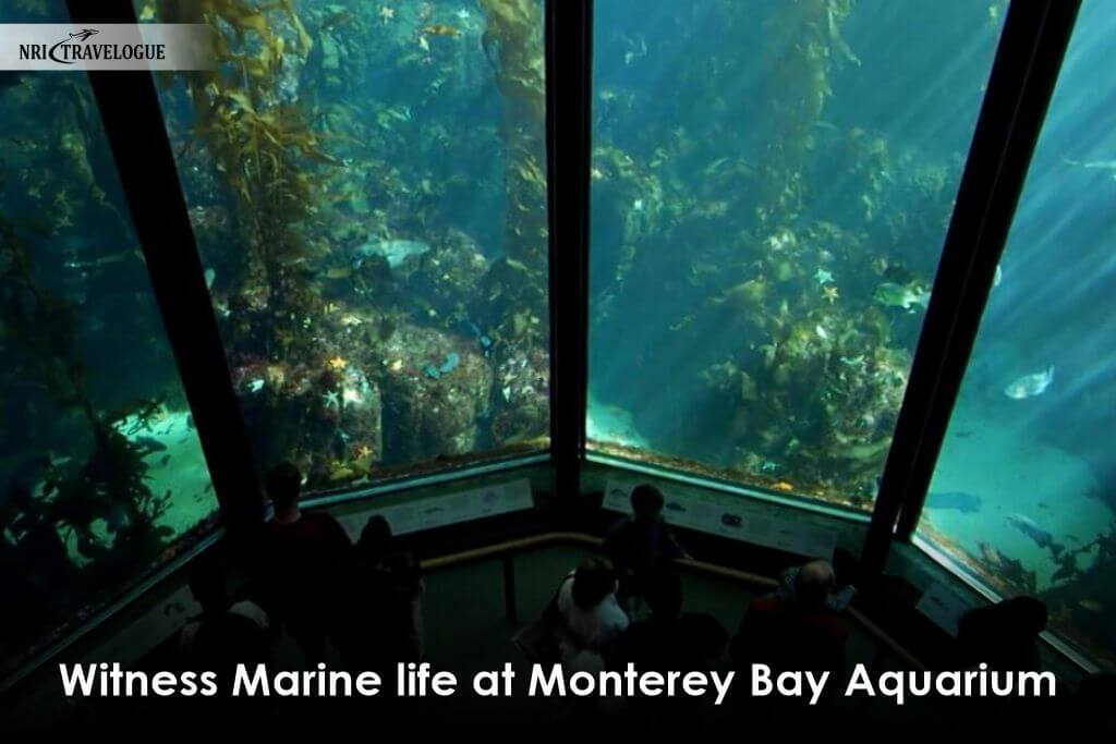 Witness-Marine-life-at-Monterey-Bay-Aquarium