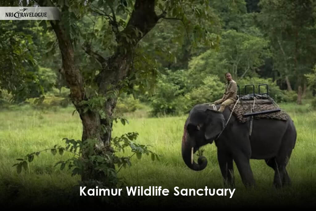 Kaimur-Wildlife-Sanctuary