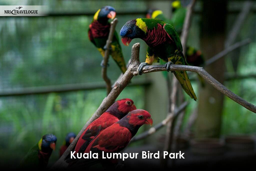 Kuala-Lumpur-Bird-Park