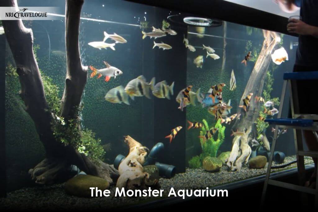 The Monster Aquarium