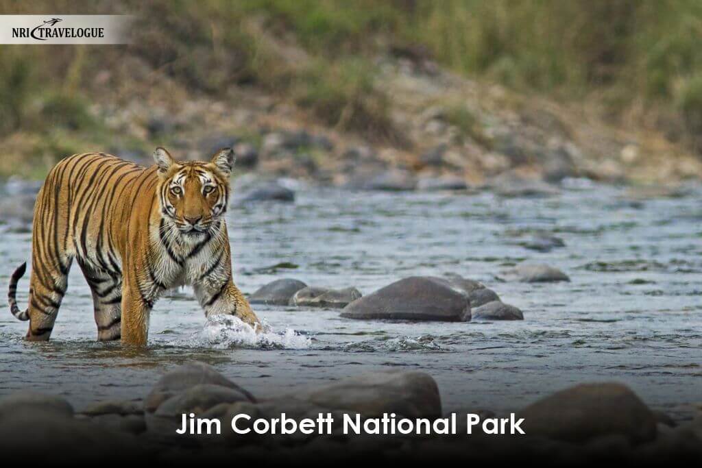 Jim Corbett National Park