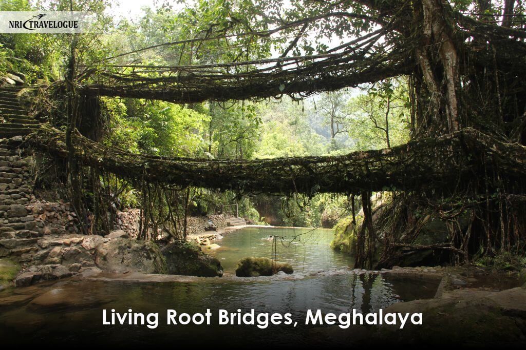 Living Root Bridges, Meghalaya