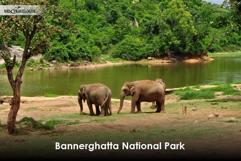 Bannerghatta National Park