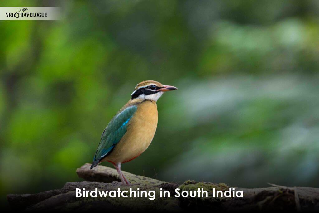 Birdwatching in South India