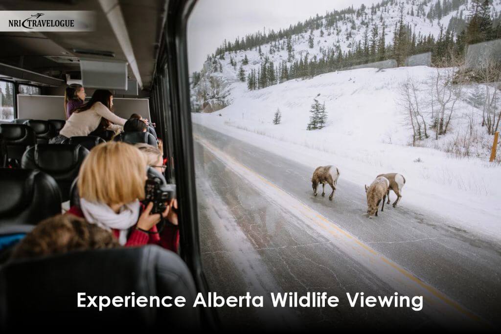 Experience Alberta Wildlife Viewing