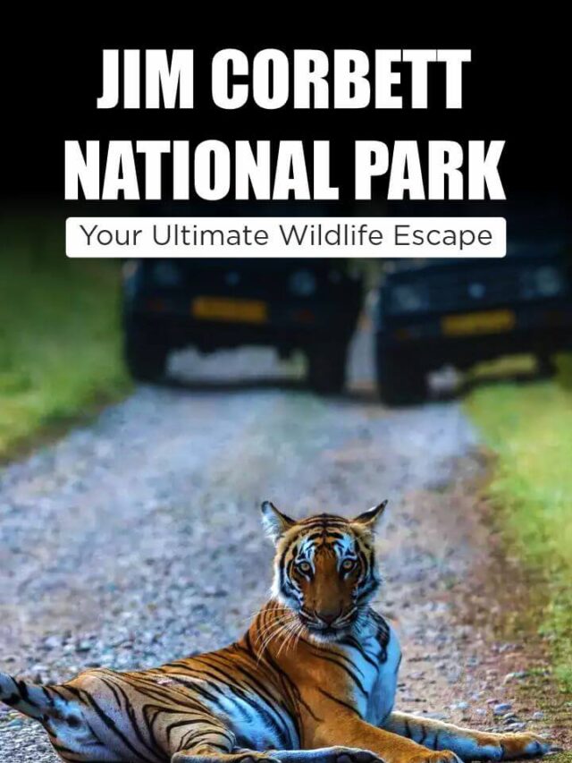 Jim Corbett National Park: Your Ultimate Wildlife Escape