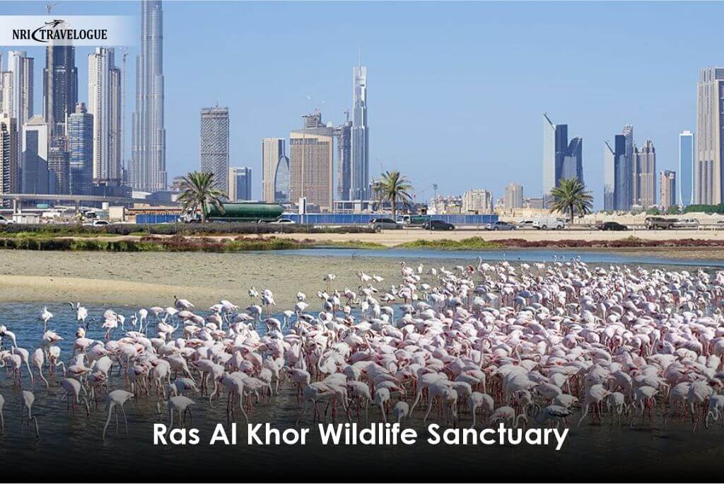 Ras Al Khor Wildlife Sanctuary